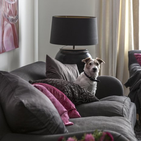 Jaska-koira nauttii uudesta kodistaan, sillä emäntä on nyt aina paikalla.