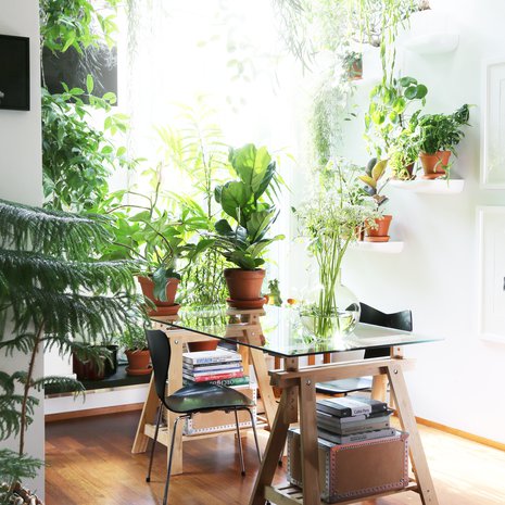 Lähes kuusi metriä korkea ruokailutila on viherkasveista vehreä. Nurkan takana vasemmalla pilkottaa yli kolmeen metriin kurottautuva täplätraakkipuu, jonka Rami on kasvattanut pistokkaasta. Etualan havupuu on araukaria. 