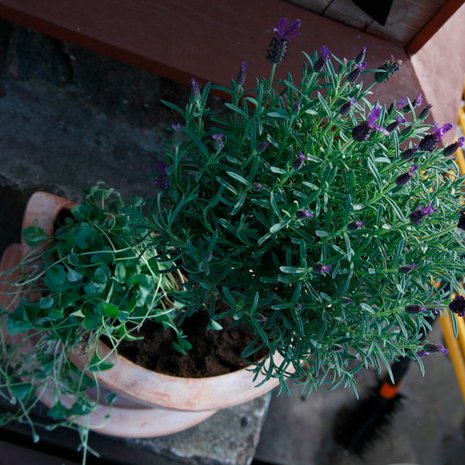 Pihatalkoot; kesäkukat; nurmikon istutus