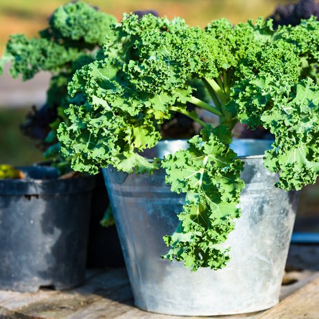 Jos multaa hankkii kaupasta, kannattaa tarkistaa sen soveltuvuus oikealle kasviryhmälle. Pienessä multatilassa pärjäävät tomaatit, kurkut ja yrtit. Lehtikaali vaatii vähintään kymmenen litran astian.