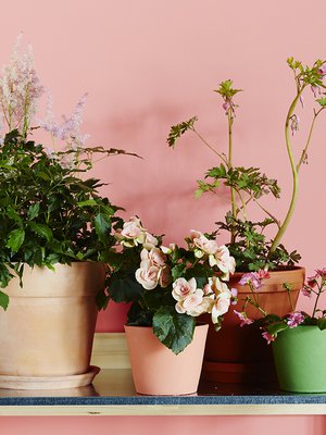 Kukkapenkin uusvanhat tulokkaat: jaloangervo, begonia, särkynytsydän ja levisia, Plantagen. Ruukut Plantagen ja Olkkari. Istutuspöytä Granitista.