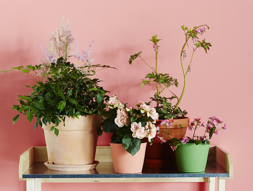 Kukkapenkin uusvanhat tulokkaat: jaloangervo, begonia, särkynytsydän ja levisia, Plantagen. Ruukut Plantagen ja Olkkari. Istutuspöytä Granitista.