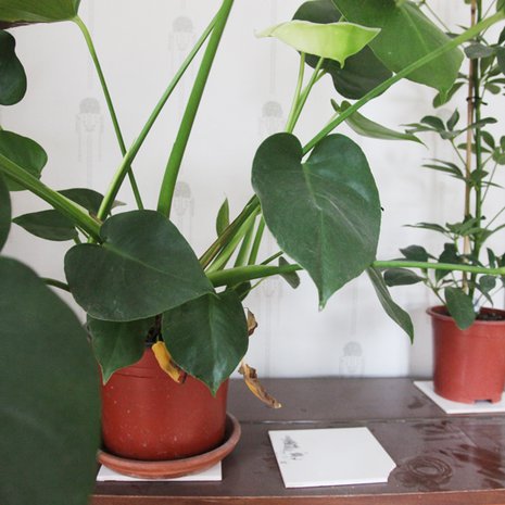 suutarin talossa; siivoustalkoot; viherkasvit