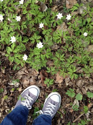 Kauneimmat kukat löytyvät luonnosta. Käväisin nopeasti lähimetsikössä ja löysin kauniit kedot valkovuokkoja ja jopa pari keltavuokkoa.